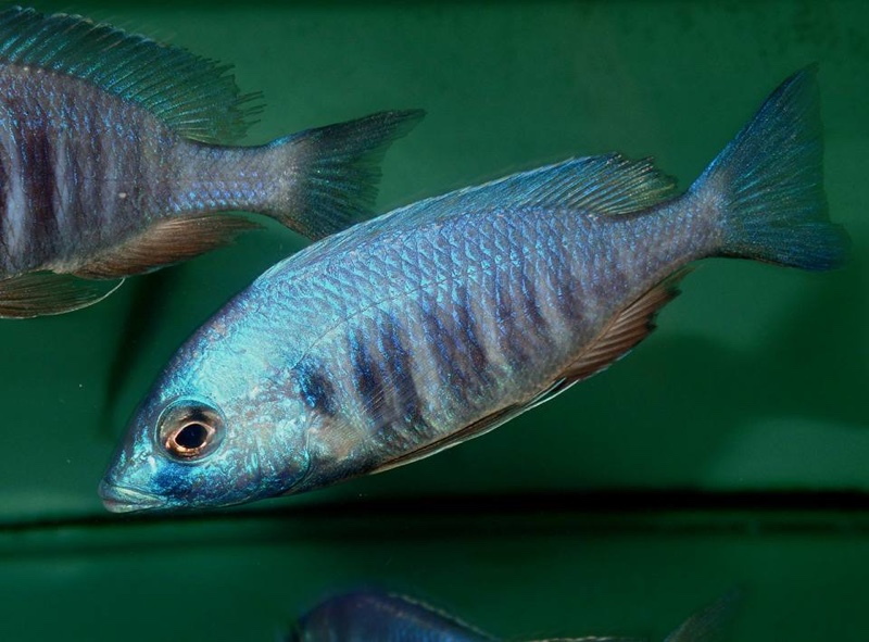 Placidochromis sp. 'electra blue' Hongi Island